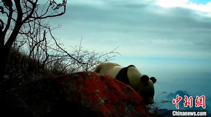 红外相机拍摄到的大熊猫影像。　绵竹市委宣传部供图