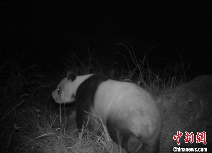 红外相机拍摄到的大熊猫影像。　绵竹市委宣传部供图