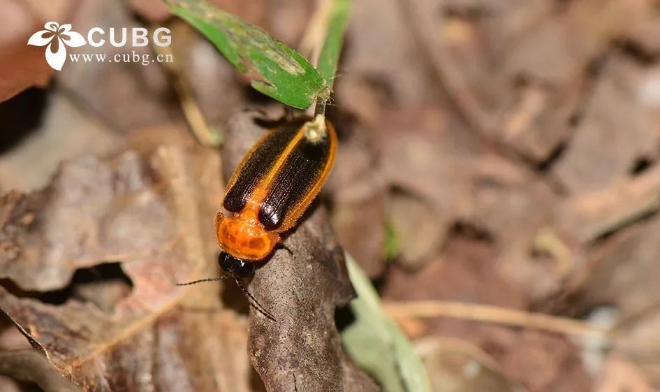 萤火虫通常指鞘翅目萤科lampyridae昆虫中能发光的种类,也叫火金姑