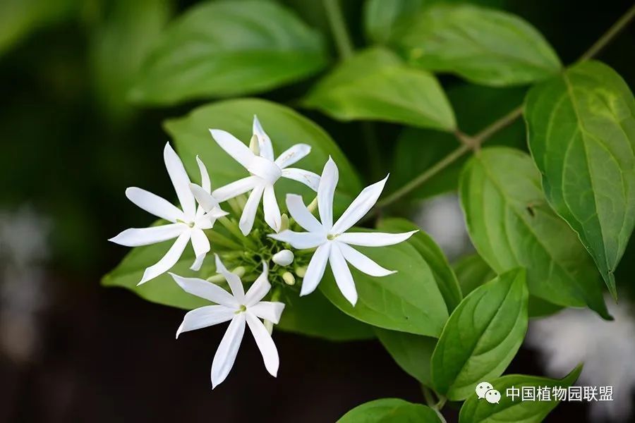 密花素馨(jasminum coarctatum)