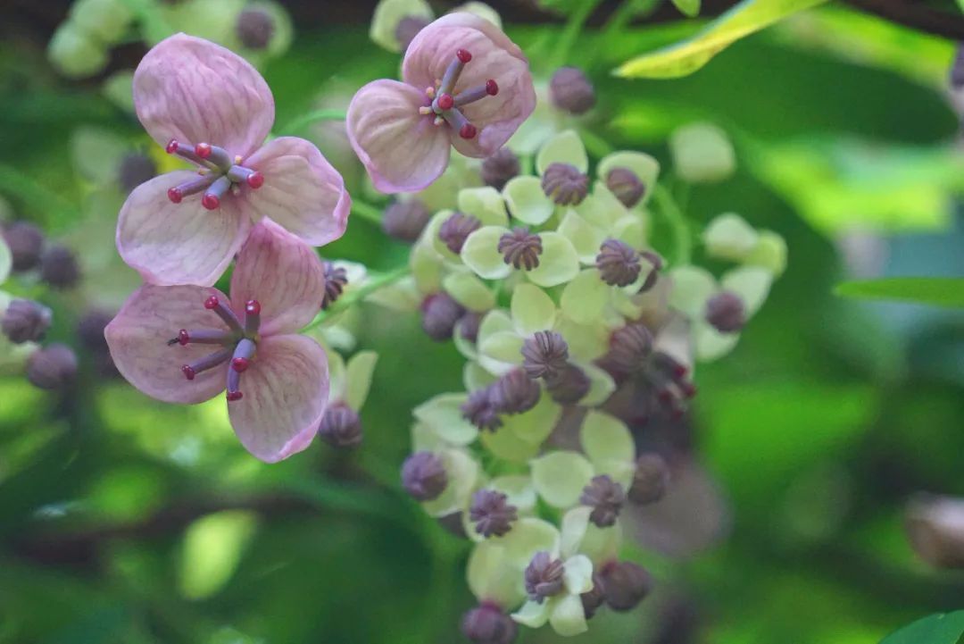 木通'银铃(akebia quinata'silver bells)花