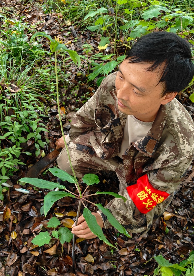 林区喜讯：野生保护植物现身 (3)