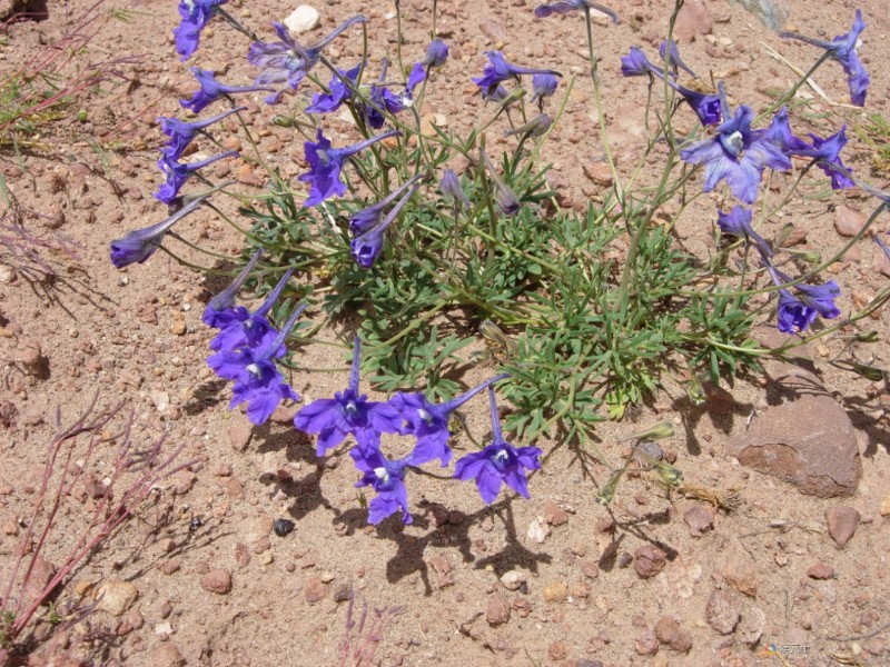 蓝翠雀花全株