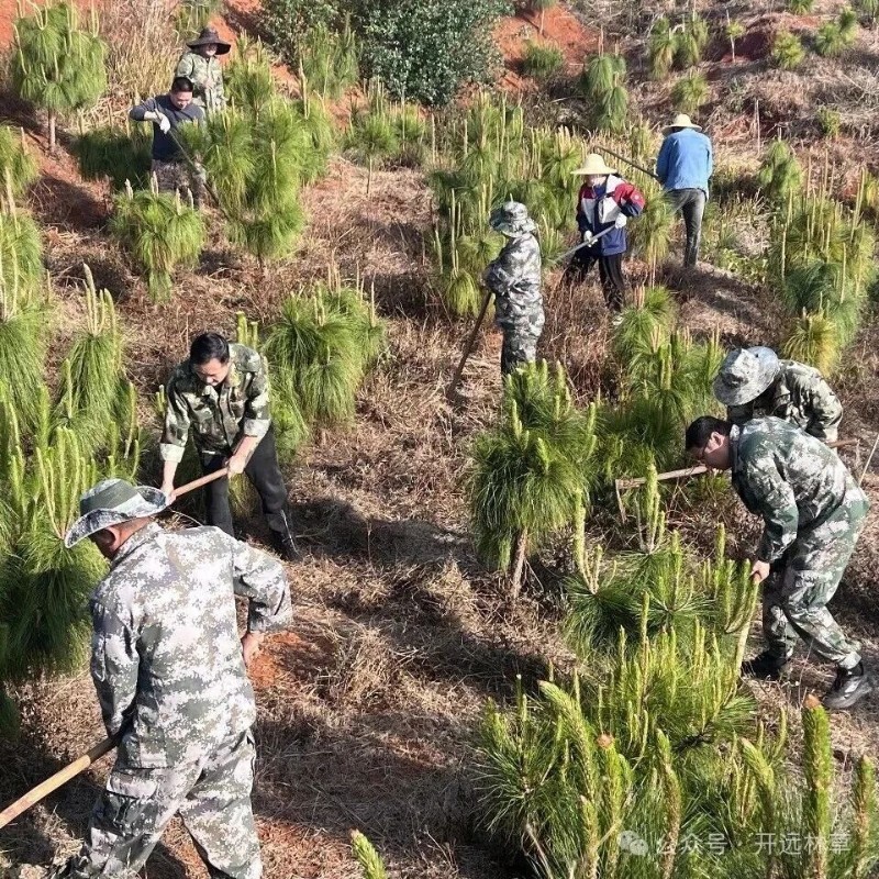 世界森林日丨市林草局开展“护林育绿 植守青山”森 …