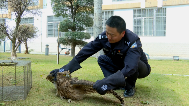 警民合力成功救助國家二級保護動物褐漁鸮[00_04_41][20250220-172628].png