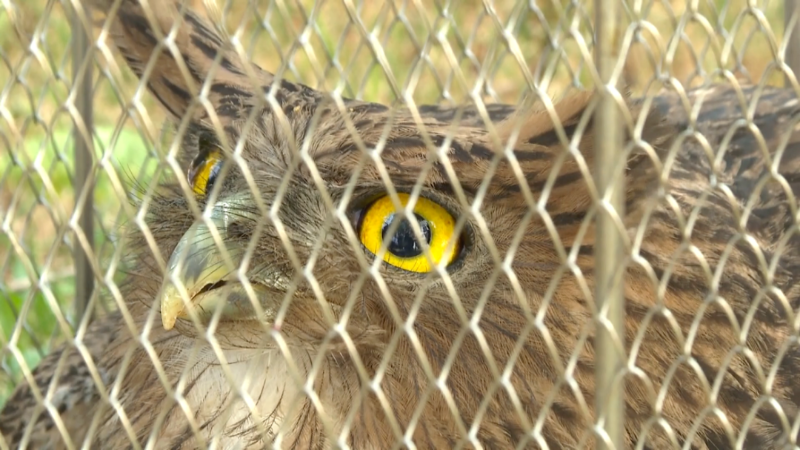 警民合力成功救助國家二級保護動物褐漁鸮[00_05_52][20250220-172657].png