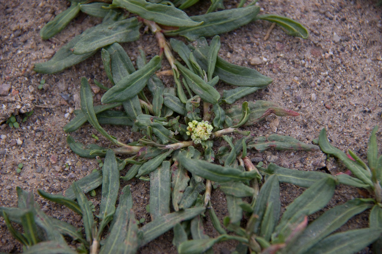 西伯利亚蓼（Polygonum sibiricum）IMG_8051