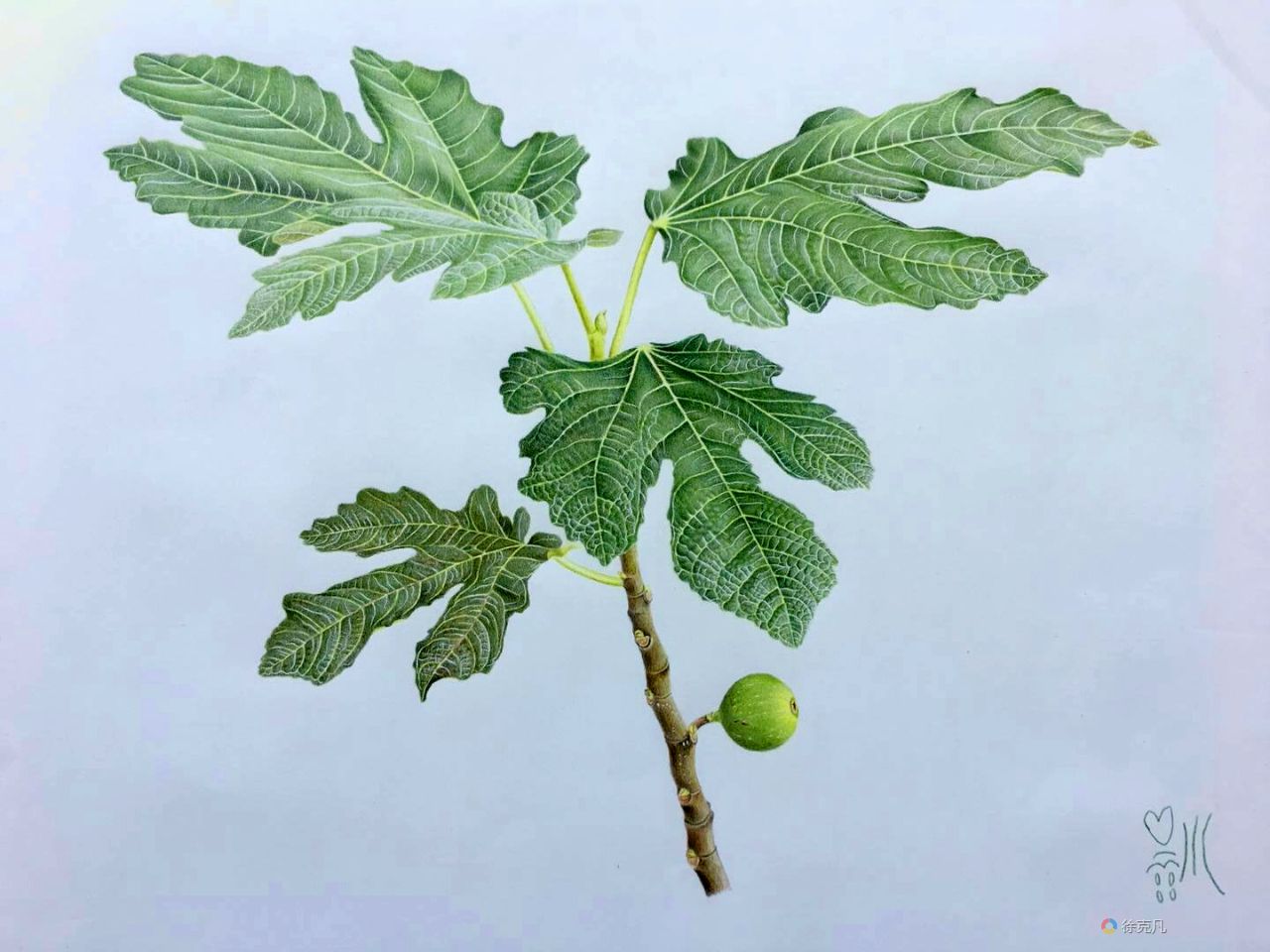 common fig