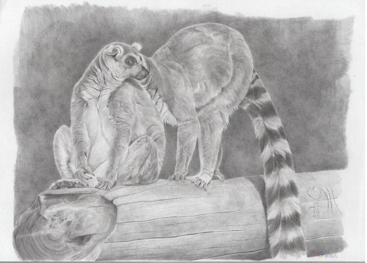 Lemur catta