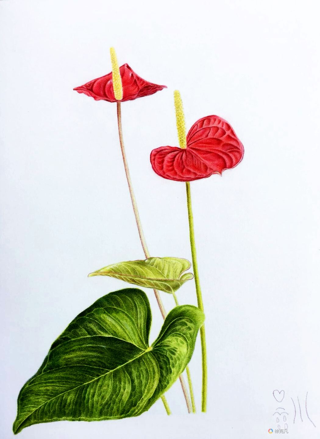 Anthurium