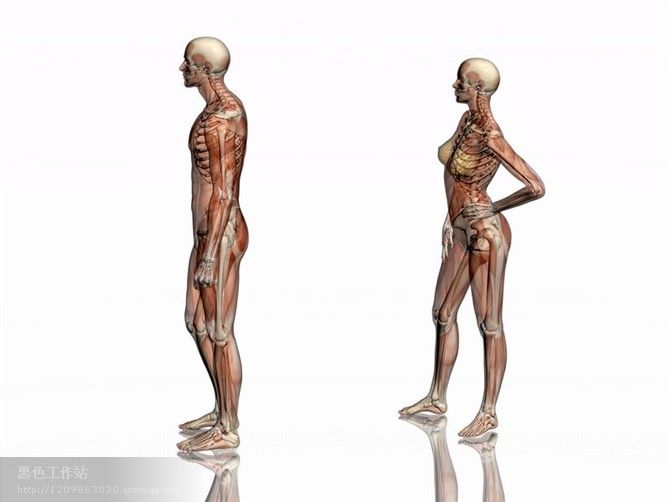 人体肌肉详细解剖图