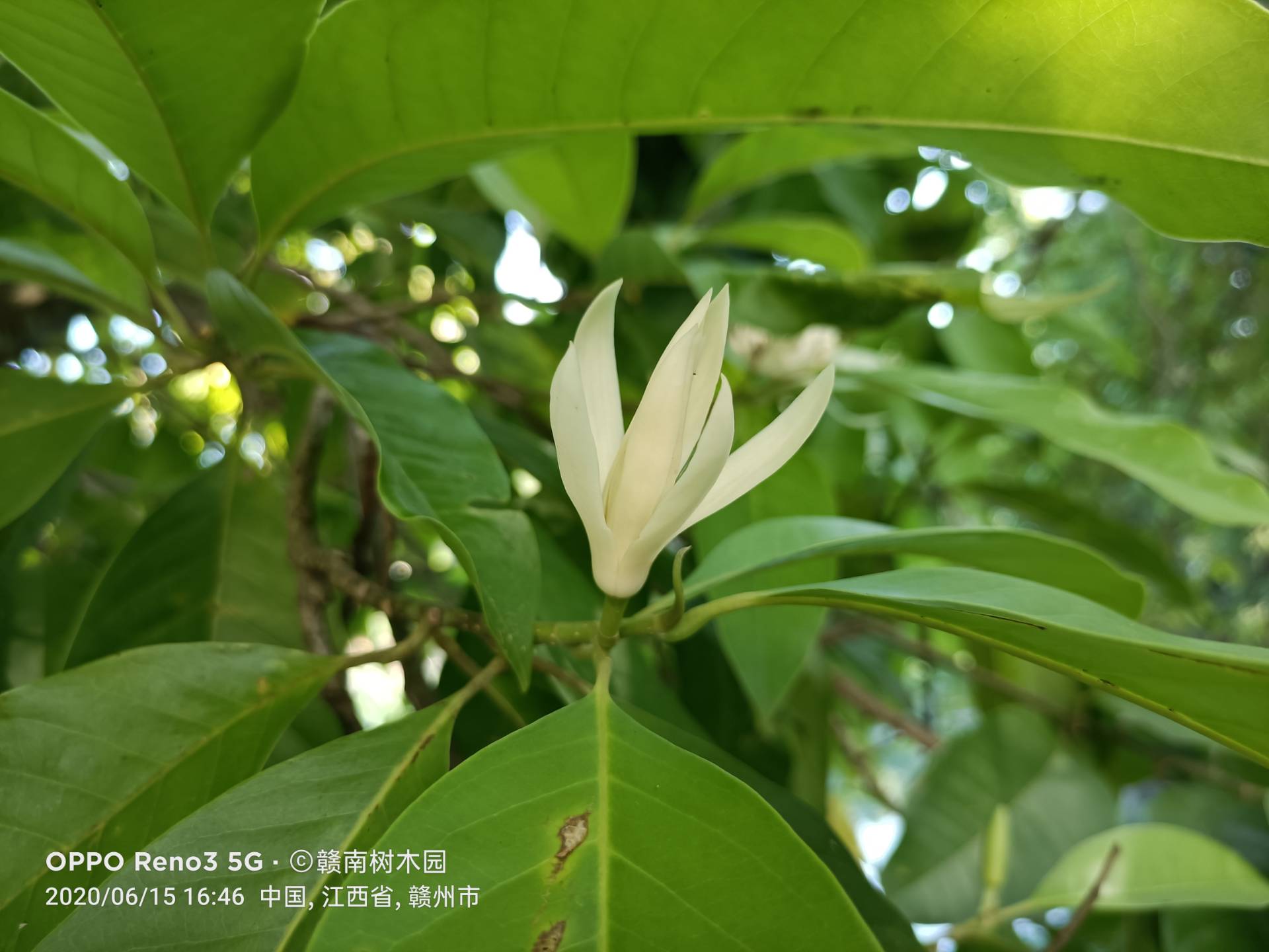 白兰(Michelia � alba)_1