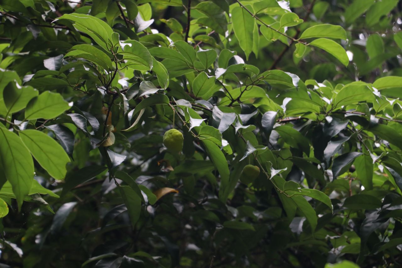 白桂木(Artocarpus hypargyreus) (6)