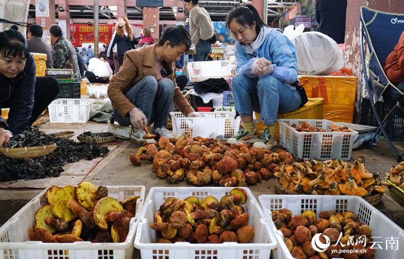 各種新鮮的野生菌。人民網(wǎng) 曾智慧攝