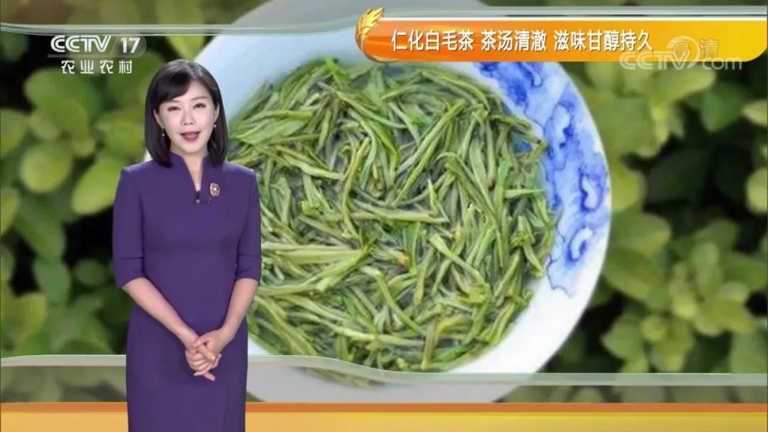 知名度和品牌价值    央视《农业气象》栏目主持人介绍仁化白毛茶