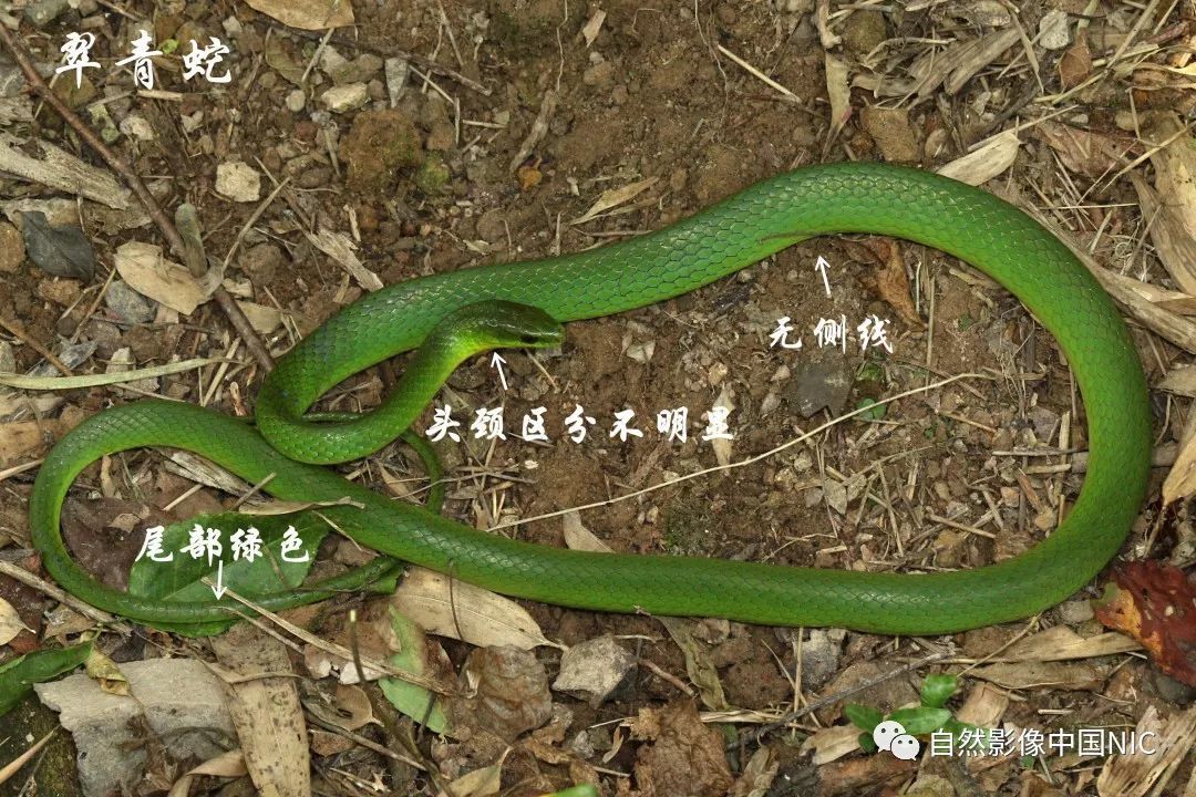 野外实用技巧|浙江毒蛇简单分辨(上)