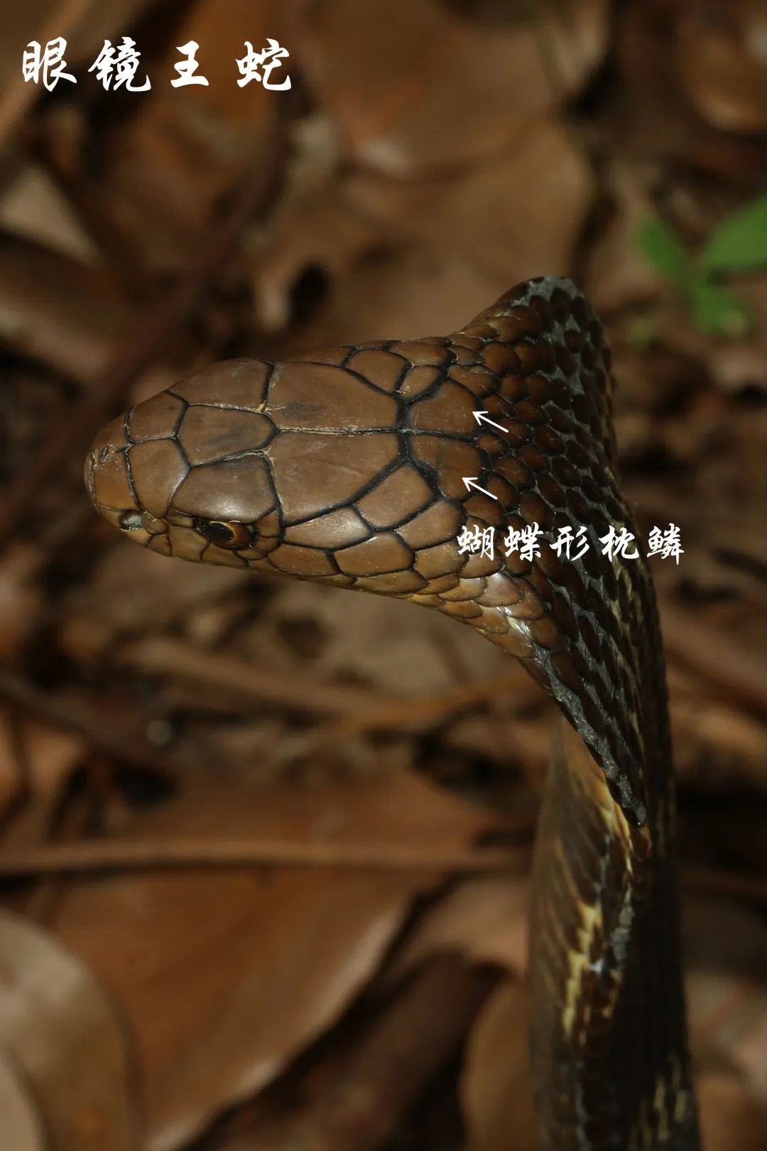 毒蛇摄影图__野生动物_生物世界_摄影图库_昵图网nipic.com