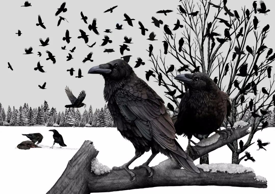 鸟类在冬季如何生存⑤乌鸦和渡鸦