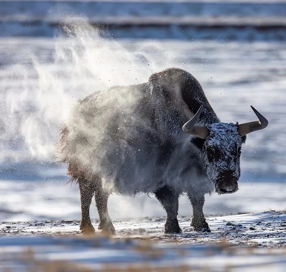 野牦牛(杰德/摄于青海)野牦牛(杰德/摄于青海)野牦牛(林根火/摄于西藏