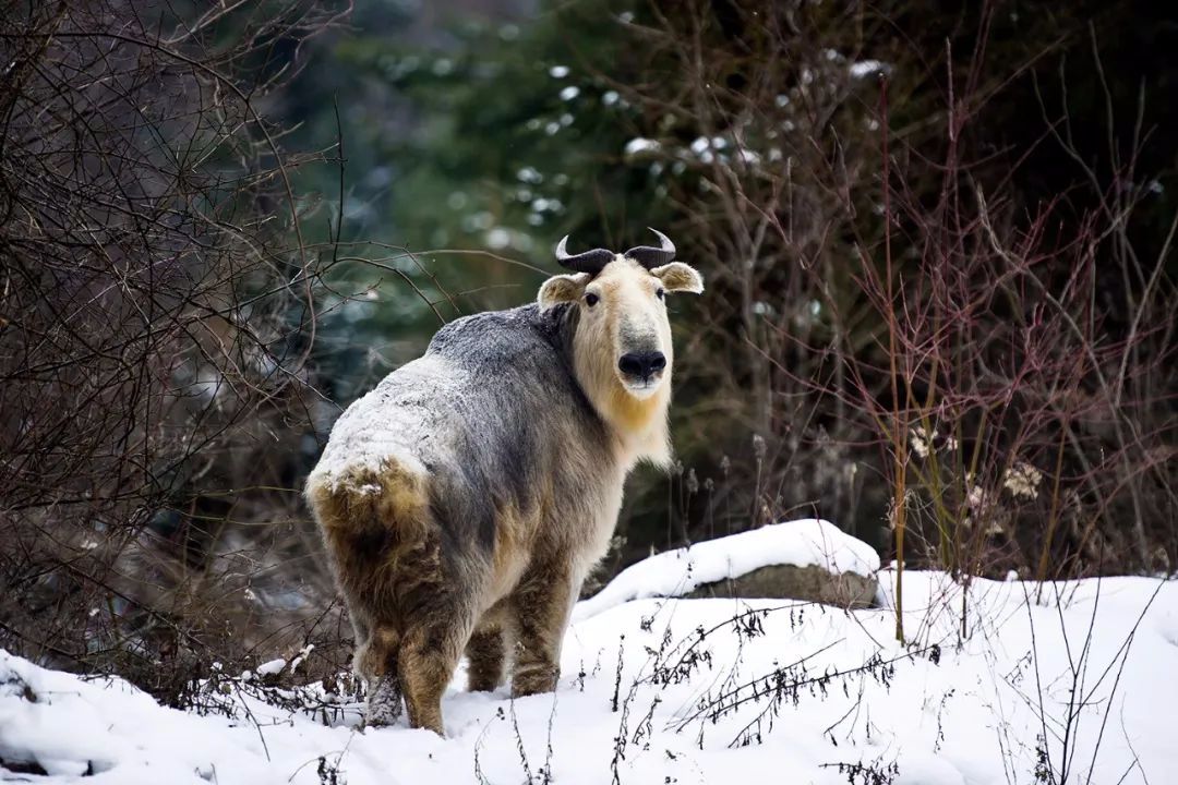 雪地生灵丨冰雪环境中的牛科动物