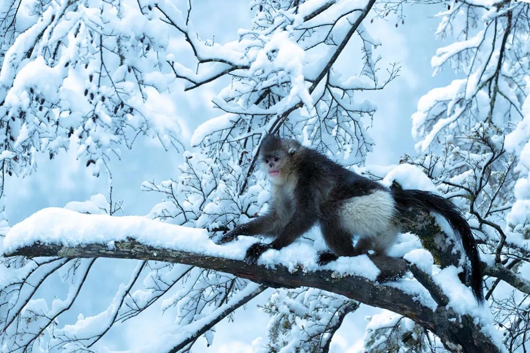 雪地生灵丨白马雪山精灵滇金丝猴