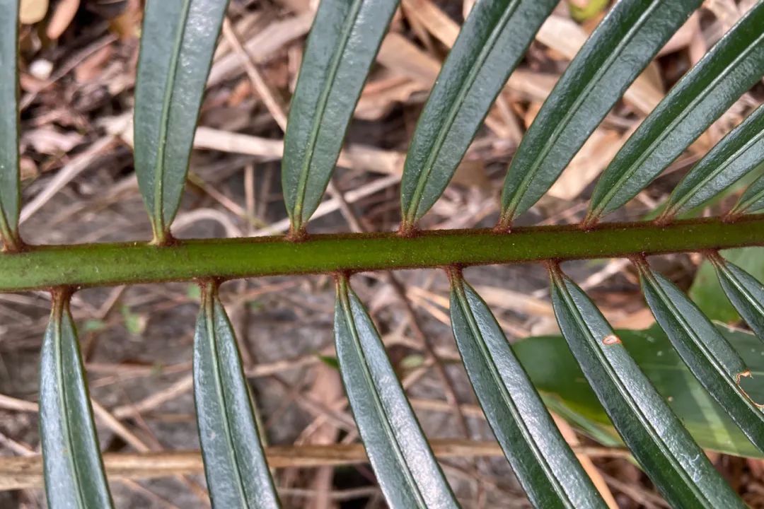 锈毛苏铁为国家一级保护植物,它近似于石山苏铁,但由于它在大孢子叶