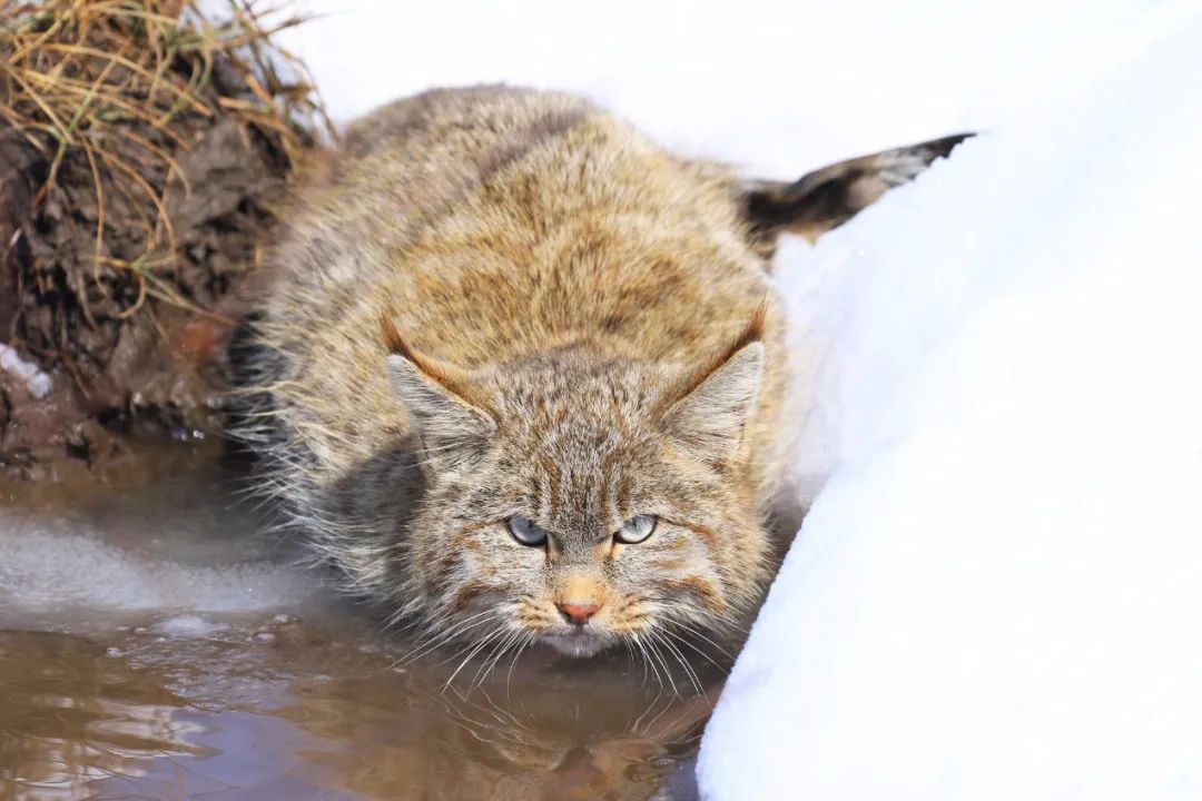 猫中特种兵荒漠猫