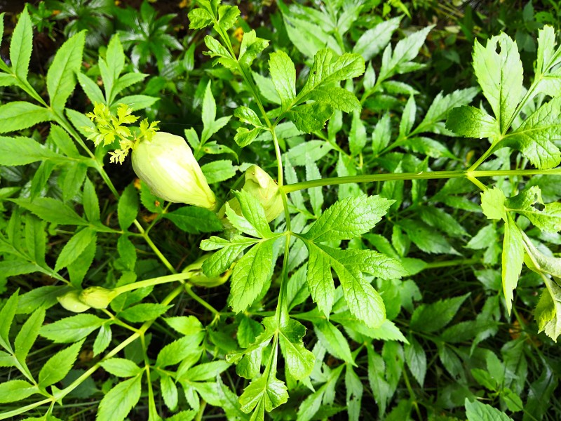 日月峡中草药(03)—— 白芷(独活)