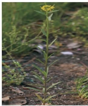 桂竹糖芥植株（本文图片来自渭南市华州区国有生态林场）