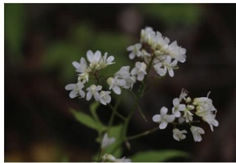 白花碎米薺花序