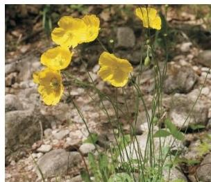 野罌粟植株（本文圖片來自渭南市華州區(qū)國有生態(tài)林場）