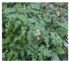 紫堇植株（本文圖片來自渭南市華州區(qū)國有生態(tài)林場）