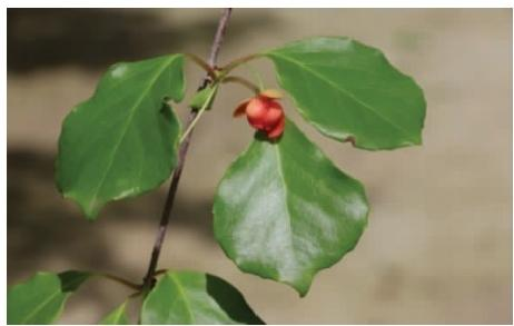 華中五味子花（本文圖片來自渭南市華州區(qū)國有生態(tài)林場）