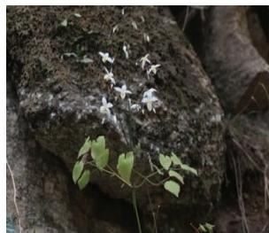 短角淫羊藿植株（本文圖片來自渭南市華州區(qū)國有生態(tài)林場）