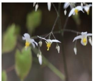 短角淫羊藿花序