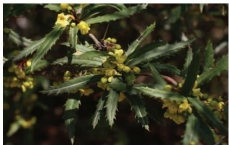 假蠔豬刺枝葉和花序（本文圖片來自渭南市華州區(qū)國有生態(tài)林場）