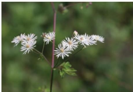 長喙唐松草花序