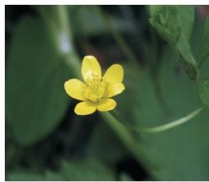 揚子毛茛花