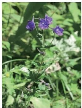 川陜翠雀花植株（本文圖片來自渭南市華州區(qū)國有生態(tài)林場）