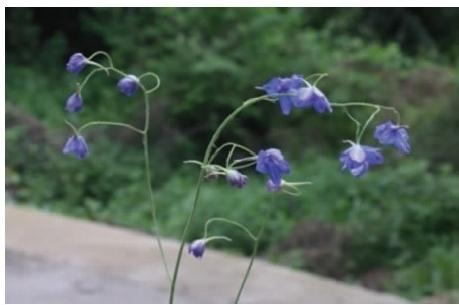 腺毛翠雀（變種）花序