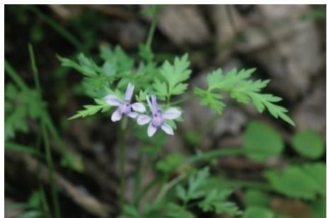 還亮草花序（本文圖片來自渭南市華州區(qū)國有生態(tài)林場）