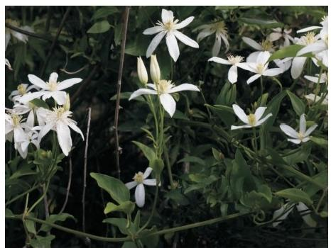 秦嶺鐵線蓮花枝（本文圖片來自渭南市華州區(qū)國有生態(tài)林場）