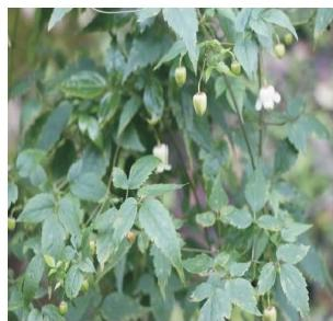 毛蕊鐵線蓮植株（本文圖片來自渭南市華州區(qū)國有生態(tài)林場）