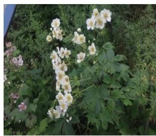 大火草（野棉花）植株（本文圖片來自渭南市華州區(qū)國有生態(tài)林場）