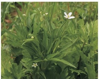 小花草玉梅植株（本文圖片來自渭南市華州區(qū)國有生態(tài)林場）