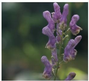 穿心蓮烏頭（高烏頭）花序