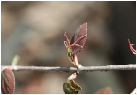 連香樹(shù)花