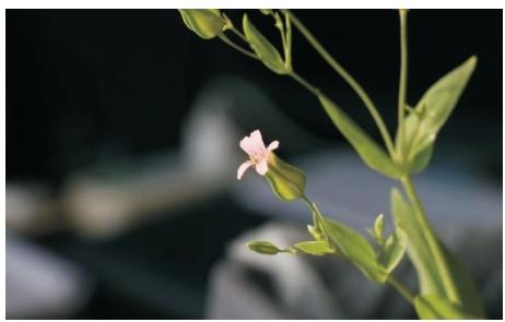 王不留行（麥藍菜）花序