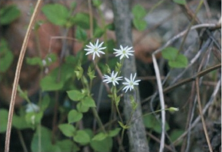 箐姑草植株和花序（本文圖片來自渭南市華州區(qū)國(guó)有生態(tài)林場(chǎng)）