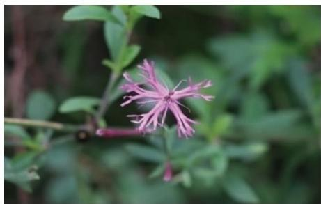 鶴草花序